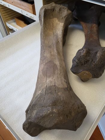 Media type: image;   Vertebrate Paleontology VPM-17733 Description: Photograph of the oblique view of the tibia of MCZ VPM-17733 Elephas sp.,aspect;